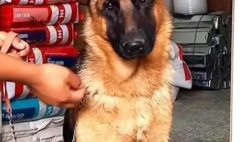 Clínica veterinaria Alideca - Huánuco