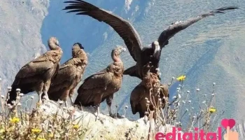Collahua Tours Perú - Arequipa 04001