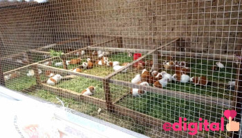 Granja De Cuy Miguel Mv - Jr. Colon S/n Anexo - San Juan De Matahulo