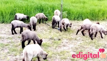 Granja de Felix Orosco - 05300
