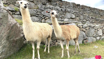 Grep Tours Perú - Callao