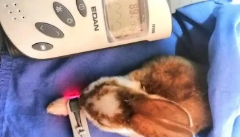 Hospital Veterinario Probivet - Juli