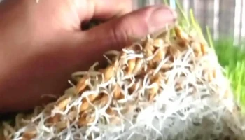 Lino Fino - Chincha Alta 11701 Lino Fino - Chincha Alta 11701