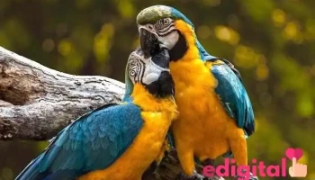 Machu Picchu Amazon Peru - Manu Peru Travel Agency - Cusco 08000