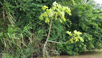 Madre de Dios Ferry Dock - Puerto Maldonado
