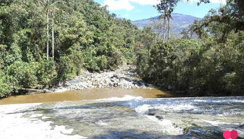 Palmeras de Ocol - 01320