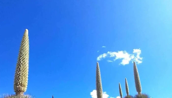 Agencia de viajes - Tours Operador: Huaraz Paraíso Natural Tours Eirl - Perú