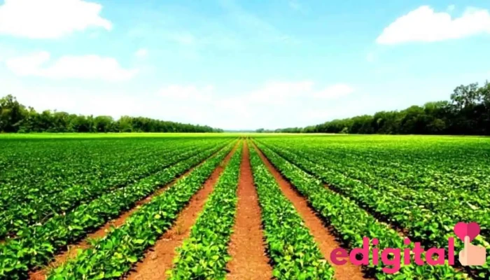 Agricola San Martin Del Propietario - Tocache