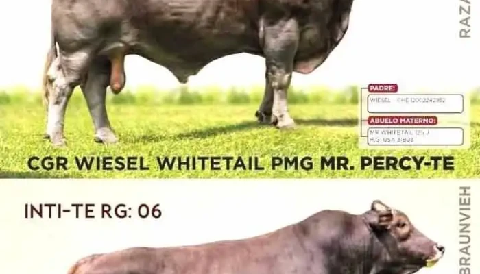 Agro Veterinaria Sf Asis Comentarios - San Antonio de Putina