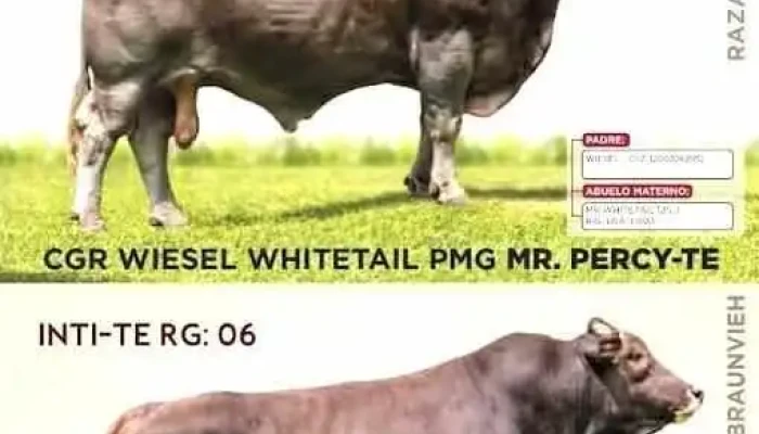 Agro Veterinaria Sf. "asis" - San Antonio De Putina