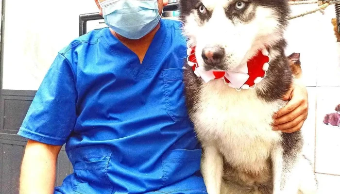 Clinica Veterinaria San Martin De Porres Perro - Ayacucho