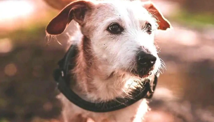Consultorio Veterinario Animal Center Tumbes Del Propietario - Tumbes