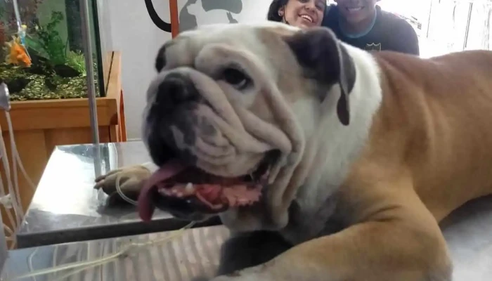 Consultorio Veterinario Animal Center Tumbes Precios - Tumbes