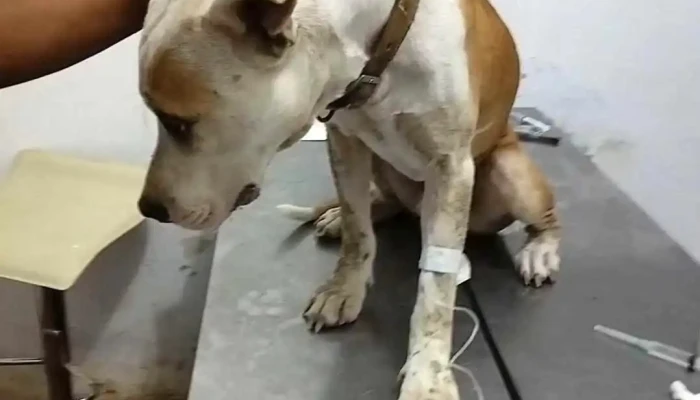 Farmacia Veterinaria Pet Shop -  Videos - La Unión