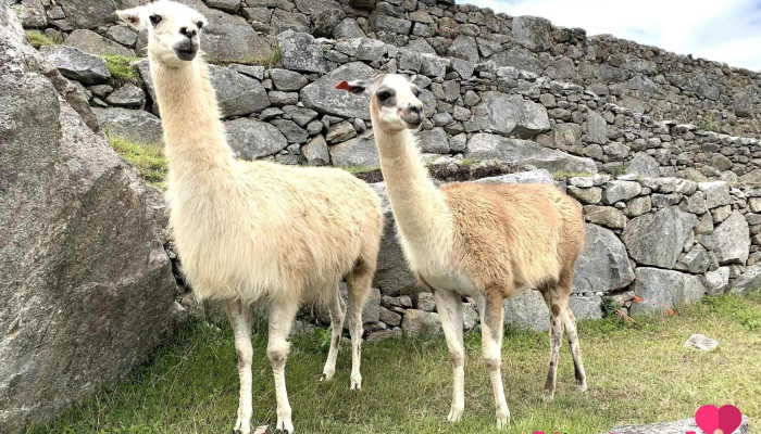 Grep Tours Perú - Callao