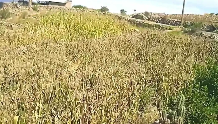 Ie Ramon Copaja Videos - Tarata