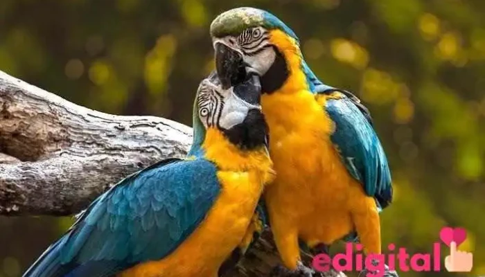 Machu Picchu Amazon Peru - Manu Peru Travel Agency - Cusco 08000