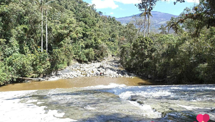 Palmeras de Ocol - 01320
