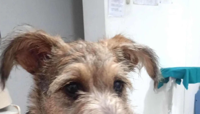 Servicios Medicos Veterinarios 24 Horas Oyanguren   Sede San Luis Cerca De Mi - San Luis