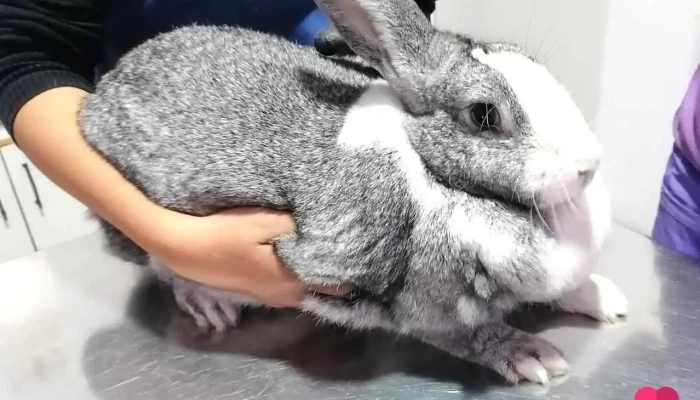 Servicios Medicos Veterinarios 24 Horas Oyanguren   Sede San Luis Conejo - San Luis