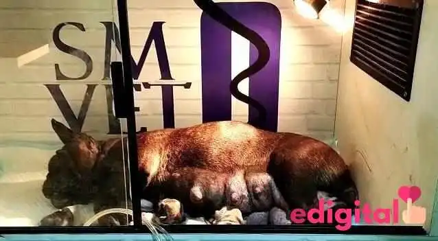 Servicios Medicos Veterinarios 24 Horas Oyanguren   Sede San Luis Del Propietario - San Luis