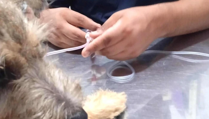 Servicios Medicos Veterinarios 24 Horas Oyanguren   Sede San Luis Numero - San Luis