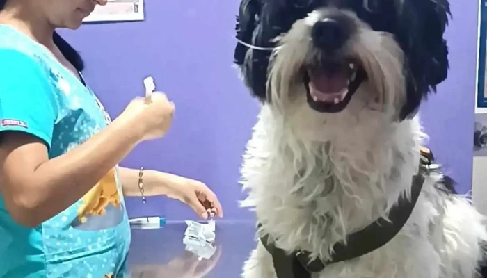 Servicios Medicos Veterinarios 24 Horas Oyanguren   Sede San Luis Perro - San Luis
