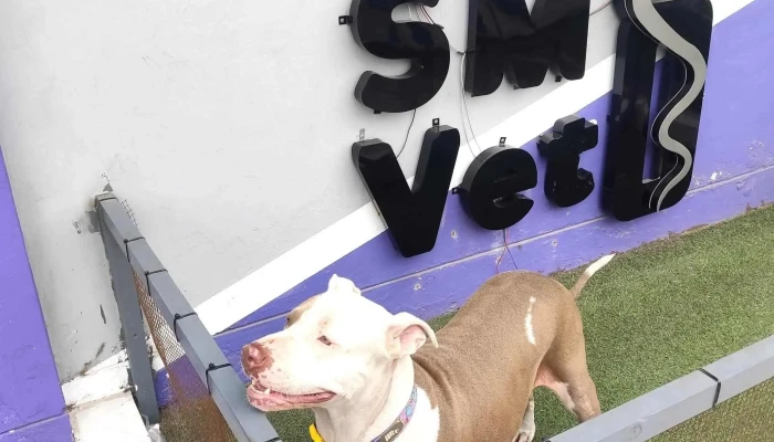 Servicios Medicos Veterinarios 24 Horas Oyanguren   Sede San Luis Telefono - San Luis