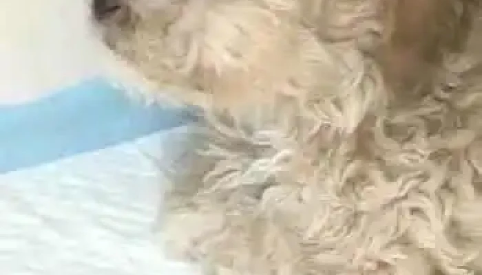 Servicios Medicos Veterinarios 24 Horas Oyanguren   Sede San Luis Videos - San Luis