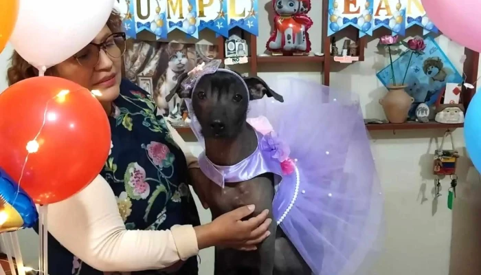 Shalom -  Videos - Arequipa