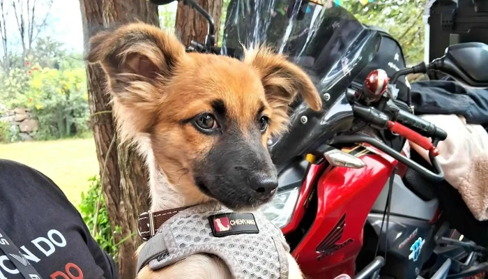 Top Veterinaria -    San Luis Lima - Lima