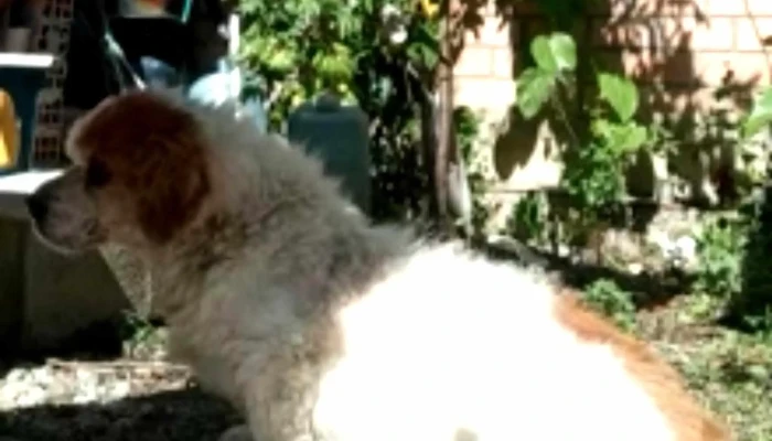 Veterinaria Wuau Wuau - Independencia
